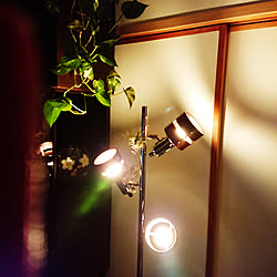 リビング/ニトリ/ランプ照明/観葉植物/ライト照明...などのインテリア実例 - 2019-03-18 21:14:52