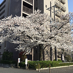 桜の木のインテリア実例 - 2019-04-06 17:34:11
