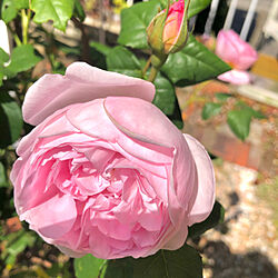 カップ咲きのバラ/薔薇/庭先で/玄関/入り口/バラのインテリア実例 - 2020-05-14 09:36:18