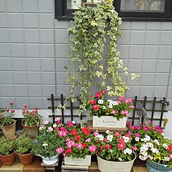 玄関/入り口/植物のインテリア実例 - 2013-08-22 16:38:32