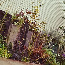 花suguri/Green Works/庭 niwa/kadan/廃材 haizai/植物...などのインテリア実例 - 2014-11-05 08:21:14
