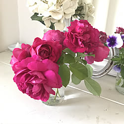 野放しの薔薇/薔薇/薔薇らしいイイ香り/花は8㎝位/花の先から10㎝位ごとに枝分かれ…で花...などのインテリア実例 - 2019-06-14 16:07:38