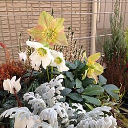 玄関/入り口/植物のインテリア実例 - 2013-01-13 13:36:37