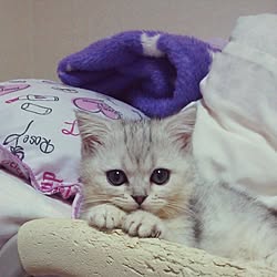 部屋全体/インテリアじゃなくてごめんなさい…。/うちではありませんが.../ねこ部/ねこのテンのインテリア実例 - 2014-05-29 16:26:36