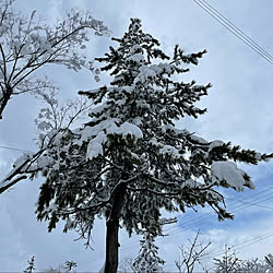 雪景色は綺麗だけど/除雪車きました/朝から雪かき/晴れたり曇ったり雪ふったり1℃/やっぱり雪国...などのインテリア実例 - 2022-02-17 13:18:32