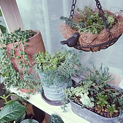 棚/多肉植物/DIY/植物/セリアのインテリア実例 - 2014-07-02 07:37:06