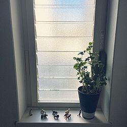 窓辺/アニマル/観葉植物/グリーン/アイビー...などのインテリア実例 - 2022-07-28 06:47:33
