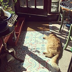 玄関/入り口/古い家/イギリス/猫と暮らす。/海外生活...などのインテリア実例 - 2016-05-03 21:50:21