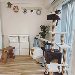 小さなお部屋/素人DIY/ソーホースブラケット/猫と暮らすインテリア/マンション暮らし...などのインテリア実例 - 2022-01-25 00:52:15