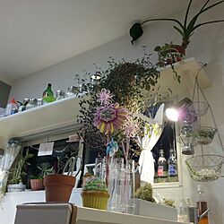 キッチン/雑貨/植物/照明のインテリア実例 - 2013-08-13 23:22:52