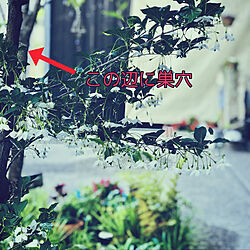 白い花/クマバチさん/エゴノキ/和風の家/玄関/入り口のインテリア実例 - 2022-05-08 08:04:43
