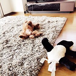 リビング/愛犬 チョコ♡/IKEAのインテリア実例 - 2017-07-16 08:00:58