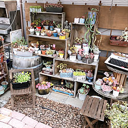 多肉植物/ガーデニング/植物のある暮らし/中古住宅/猫がよろこぶ快適な部屋づくり...などのインテリア実例 - 2022-04-18 21:50:23