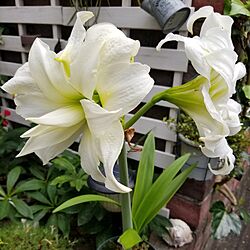 庭/アマリリス/白い花が好き/花に囲まれて暮らすのインテリア実例 - 2024-05-25 10:13:24