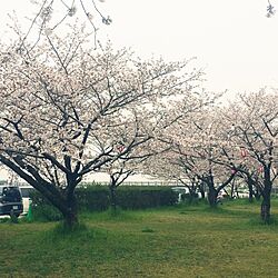 花より団子/お花見/2017.4.8のインテリア実例 - 2017-04-08 22:54:15