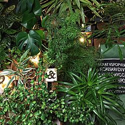 indoorgreen/indoorjungle/☘植物と雑貨で楽しむインテリア☘/☘Green Life☘/植物と暮らす毎日...などのインテリア実例 - 2016-10-26 03:13:03