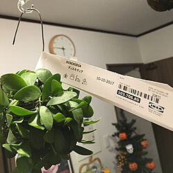 壁/天井/IKEA/観葉植物のインテリア実例 - 2017-10-21 20:40:15