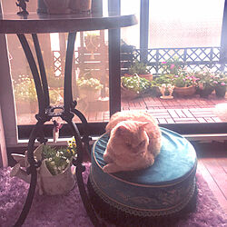 猫の居場所/プリンセスシリーズクッション/雨が降り出しそうな朝/猫ばっかり/猫と暮らす...などのインテリア実例 - 2023-03-23 08:10:05