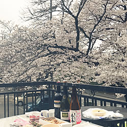 お花見❀/桜/いいね、コメントお気遣いなく/カメラマークが出たので/お部屋じゃなくてすみません...などのインテリア実例 - 2019-04-02 07:45:55