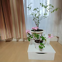 部屋全体/ていねいな暮らし/手作りのある暮らし/小さな幸せを感じる生活/プリンセスジャスミン...などのインテリア実例 - 2023-11-24 15:52:16