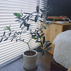 ナチュラル/一人暮らし/北欧/観葉植物/IKEA...などのインテリア実例 - 2020-04-13 19:00:24