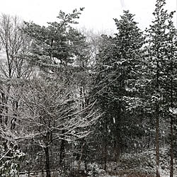 雪景色の庭/愛着/庭/緑のある暮らし/日常の風景...などのインテリア実例 - 2021-12-19 21:13:30