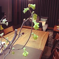 キッチン/植物/観葉植物/家具/無垢の家具のインテリア実例 - 2015-02-16 01:37:02