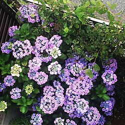 玄関/入り口/ちいさなお庭/紫陽花のインテリア実例 - 2015-06-24 08:11:45