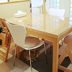 机/うさぎと暮らす/ダイニングテーブル/IKEA/うさぎのインテリア実例 - 2016-06-11 06:33:08