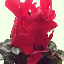リビング/冬の花/お花のある暮らし/観葉植物/真っ赤...などのインテリア実例 - 2016-11-25 08:15:43