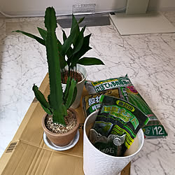 部屋全体/観葉植物/観葉植物のある暮らし/観葉植物のある部屋/大雲閣...などのインテリア実例 - 2020-04-27 21:31:36