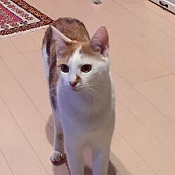 猫/猫部屋/ペルシャ絨毯のインテリア実例 - 2016-04-12 19:07:29