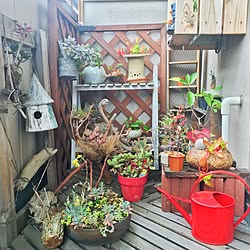 玄関/入り口/模様替え中/植物/一人暮らし/観葉植物...などのインテリア実例 - 2017-05-15 23:38:22