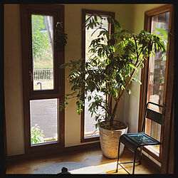 玄関でお出迎え/観葉植物/ひとめぼれ/エバーフレッシュ/花と緑のある暮らし...などのインテリア実例 - 2021-05-30 07:40:53