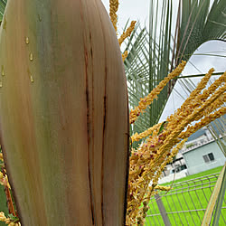 庭のある暮らし/ココスヤシ/動物のいる暮らし/植物のある暮らし/感謝...などのインテリア実例 - 2020-07-25 13:22:41