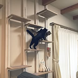 棚/RC大分支部/キャットウォークDIY/黒猫/キジトラ猫...などのインテリア実例 - 2016-02-04 16:13:05