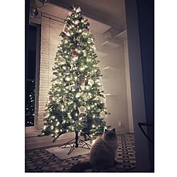 棚/クリスマスツリー/いつもいいねやコメントありがとう♡/NO CAT,NO LIFE❤️/ニャビーシック...などのインテリア実例 - 2016-11-13 22:40:32