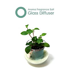 玄関/入り口/植物ポット/植物雑貨/観葉植物/植物...などのインテリア実例 - 2014-04-12 20:12:31