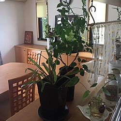 キッチン/緑のある暮らし/グリーンのある暮らしのインテリア実例 - 2017-06-20 09:35:30