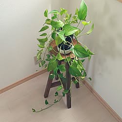 部屋全体/ポトス/いいね！ありがとうございます◡̈♥︎/観葉植物のある暮らし/育つの早くない？のインテリア実例 - 2023-08-13 10:50:52