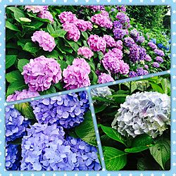 庭/紫陽花のインテリア実例 - 2015-06-19 00:03:09