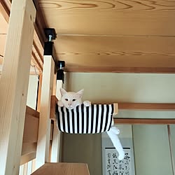 壁/天井/DIY/猫/和室/キャットタワー...などのインテリア実例 - 2023-08-15 15:38:38