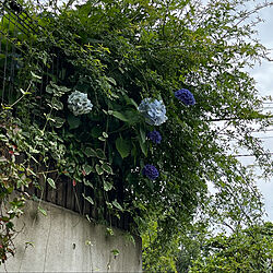 来年こそ庭の花でリースを作るぞ！/紫陽花/あじさい/アジサイ/ものぐさピック...などのインテリア実例 - 2021-06-30 06:25:03