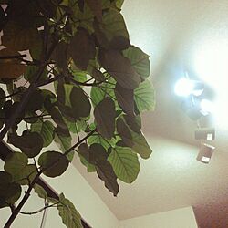 リビング/照明/LED電球　電球色/観葉植物/ウンベラータ...などのインテリア実例 - 2015-01-12 23:00:42