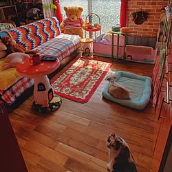 部屋全体/カラフル/今日も元気!!/犬と猫のいる暮らし/明日はお休み...などのインテリア実例 - 2024-04-10 23:21:38