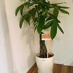 観葉植物/観葉植物のある部屋/梁/梁のある家/サンゲツ壁紙のインテリア実例 - 2017-04-25 10:58:31