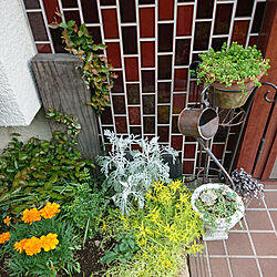 玄関/入り口/庭/お庭/お庭のある家/植物のある暮らし...などのインテリア実例 - 2020-05-12 14:07:42