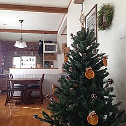 リビング/クリスマス/クリスマスツリー/ドライ/オレンジ...などのインテリア実例 - 2016-12-05 10:32:19