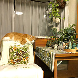 リビング/大好きカラー/猫と暮らす家/観葉植物のある暮らしのインテリア実例 - 2024-05-17 22:38:36