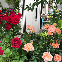 花のある暮らし/グリーンのある暮らし/植物のある暮らし/好きな風景/グリーンに癒される...などのインテリア実例 - 2019-05-22 16:50:59